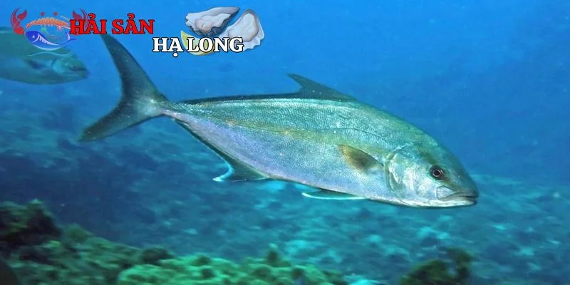 Khai thác, nuôi trồng và bảo tồn cá cam