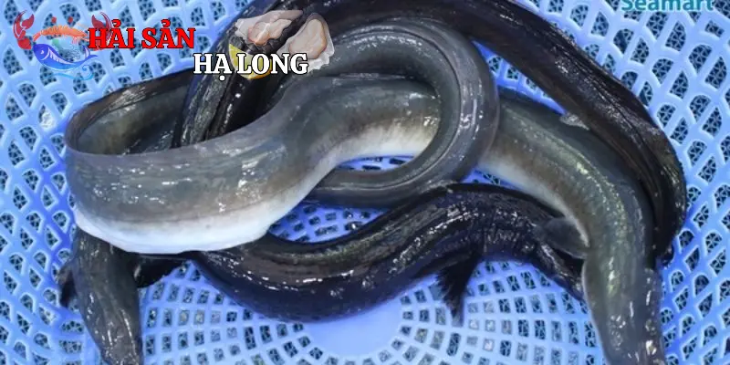 Hiểu rõ về giá trị dinh dưỡng của cá chình