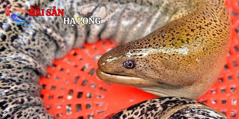 Các món ngon của cá chình cực hay nên thử