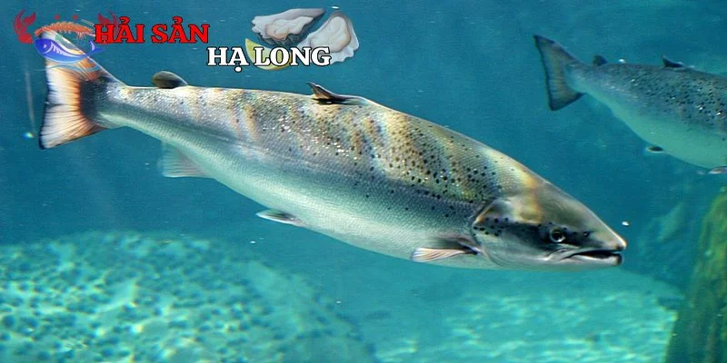 Giá trị dinh dưỡng vượt trội của cá hồi