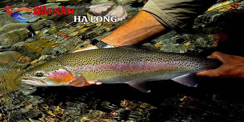 Cá hồi trong ẩm thực và kinh tế