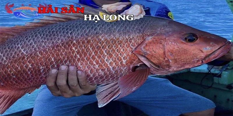 Giới thiệu chung về loài cá hồng chuẩn xác