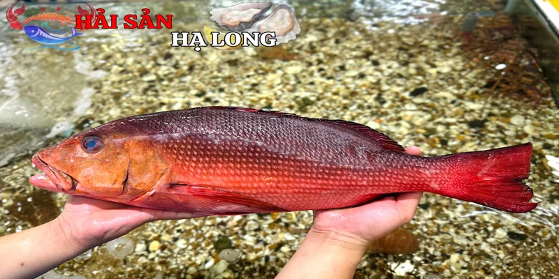 Đặc điểm sinh học và môi trường sống của loài cá hồng