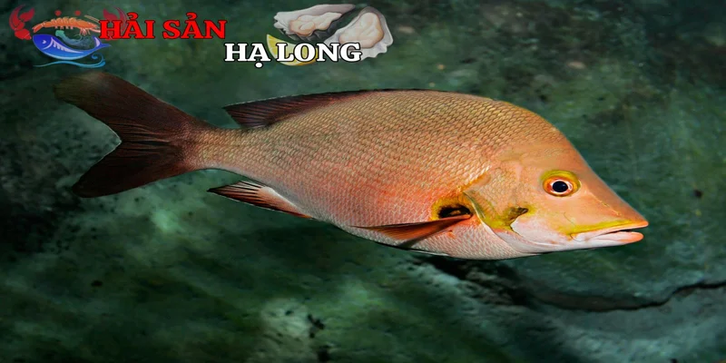 Giá trị kinh tế và ẩm thực của cá hồng