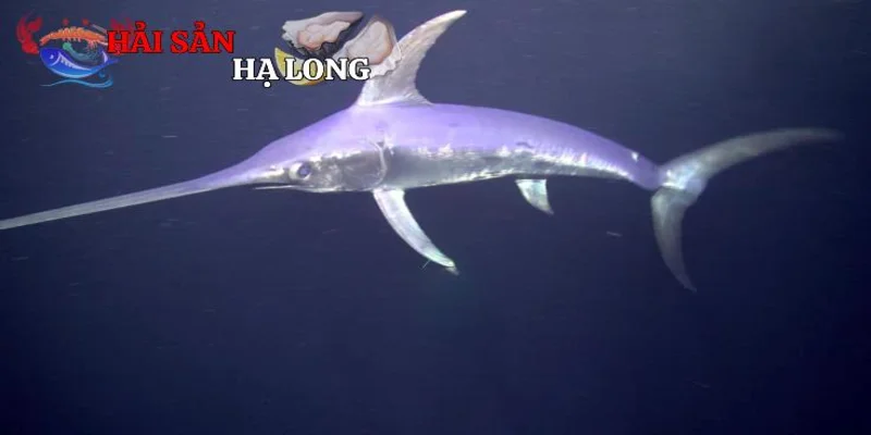 Đặc điểm nhận dạng và sinh học nổi bật của cá kiếm
