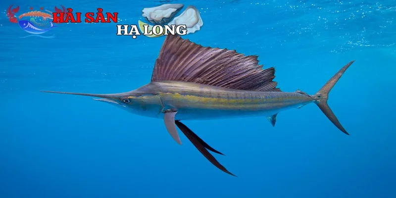 Phân bố địa lý và môi trường sống của cá kiếm