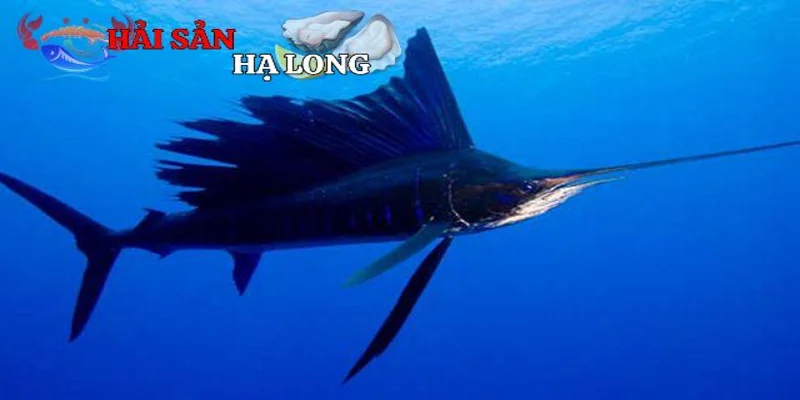 Giá trị kinh tế và tình trạng bảo tồn
