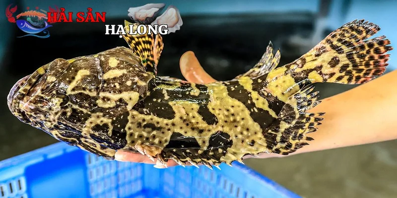 Đặc điểm sinh học nổi bật của cá mú
