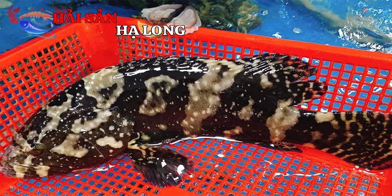 Giá trị kinh tế và ẩm thực của cá mú