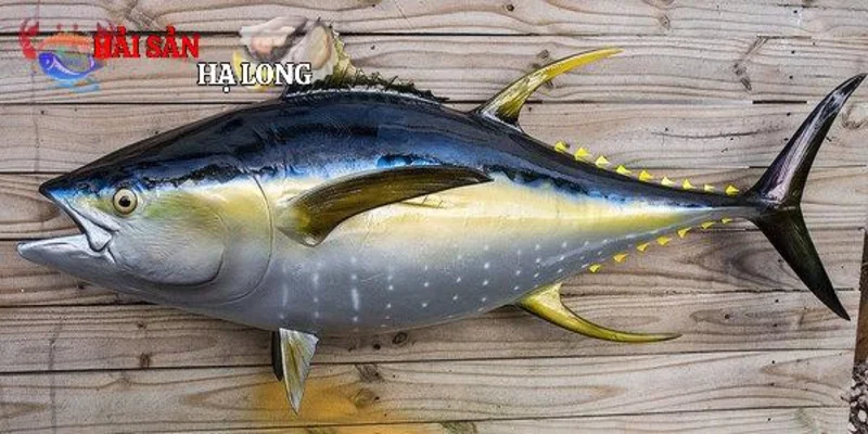 Đặc điểm sinh học và phân bố của cá ngừ vây vàng
