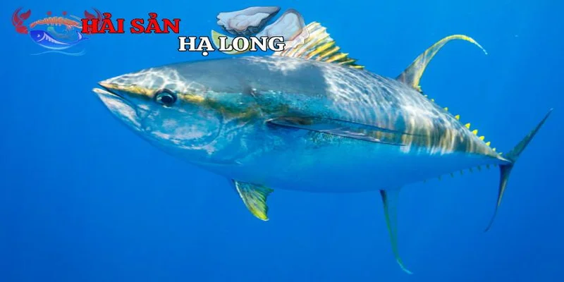 Giá trị dinh dưỡng và kinh tế của cá ngừ vây vàng