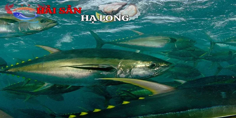 Khai thác và quản lý nguồn lợi từ cá ngừ vây vàng