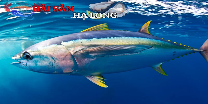 Đặc điểm sinh học và phân loại cá ngừ vây xanh