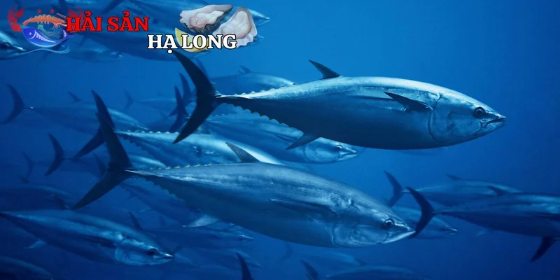 Thách thức bảo tồn và tương lai bền vững của cá ngừ vây xanh