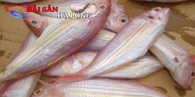 Đặc điểm nổi bật của cá phèn hồng