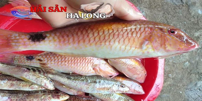 Cách chọn và bảo quản cá phèn hồng tươi ngon