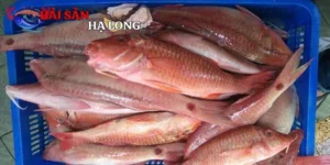 Cá Phèn Hồng