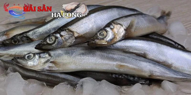 Bí quyết chọn lựa và sơ chế cá trứng tươi ngon