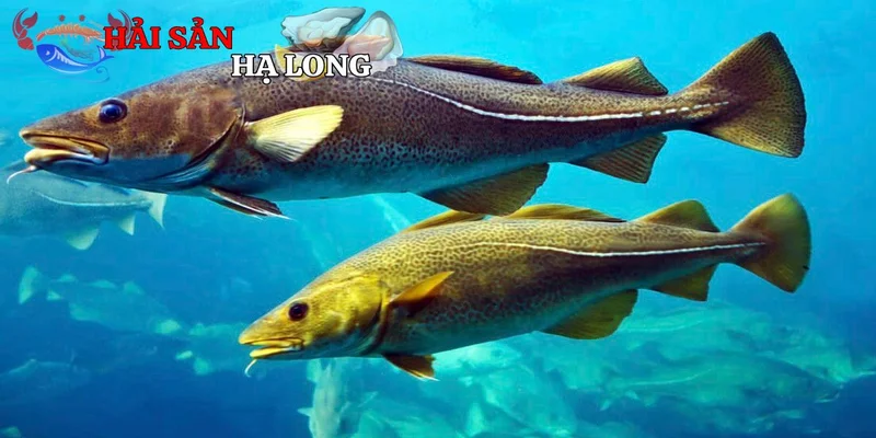 Đặc điểm sinh học và phân bố của cá tuyết