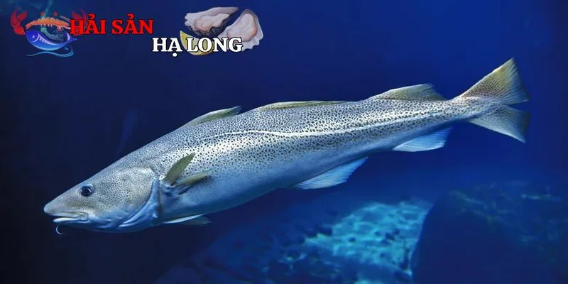 Cá tuyết trong văn hóa ẩm thực