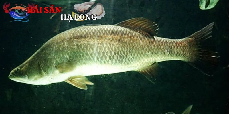 Đặc điểm nhận dạng và phân bố của cá vược biển