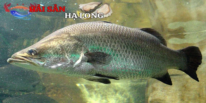 Giá trị dinh dưỡng vượt trội trong cá vược biển