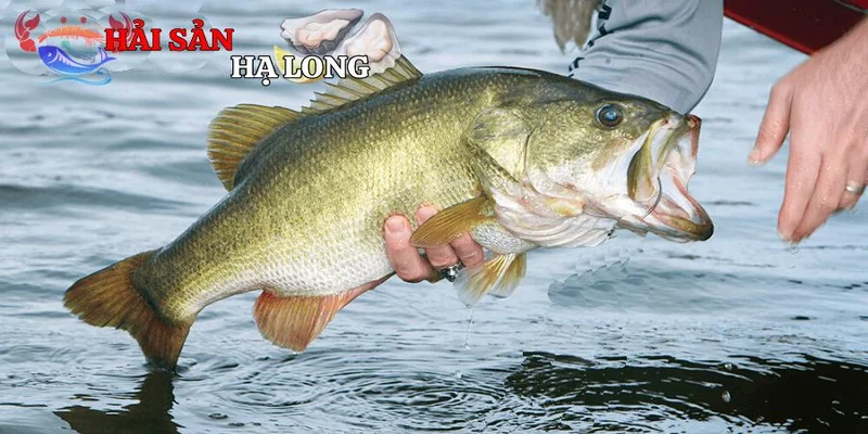 Khai thác, nuôi trồng và ứng dụng ẩm thực